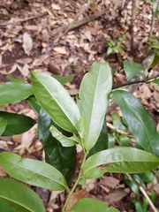 Eupomatia laurina