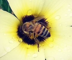 Apis mellifera