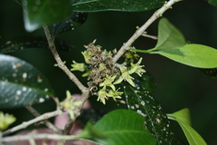 Acronychia pauciflora