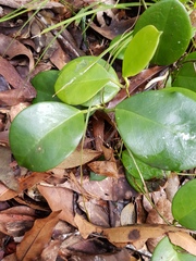Hoya australis australis