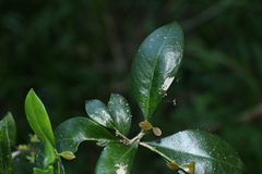 Acronychia pauciflora