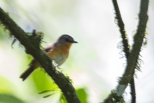 iNaturalist image