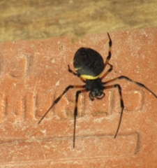 Nephilingis cruentata