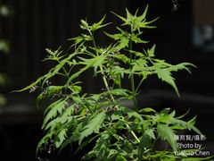 Vitex negundo heterophylla