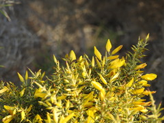 Ulex argenteus subsericeus