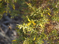 Ulex argenteus subsericeus