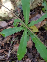 Macadamia tetraphylla