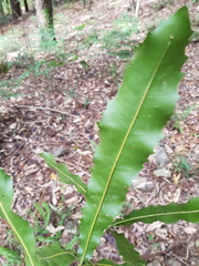 Macadamia tetraphylla