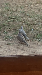 Streptopelia decaocto