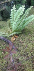 Nephrolepis flexuosa