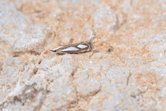 Catoptria mytilella