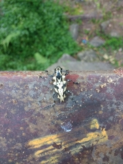 Steirastoma marmoratum