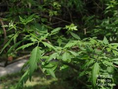 Vitex negundo heterophylla