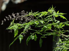 Vitex negundo heterophylla