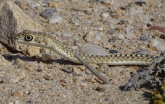 Psammophis leightoni