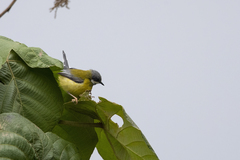 Apalis jacksoni