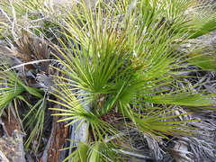 Zwergpalme (Chamaerops humilis): Herkunft und Verwendung — Foto 3