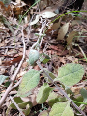 Ozothamnus bidwillii