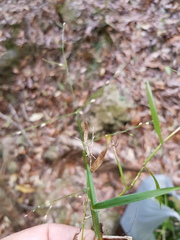 Panicum pygmaeum