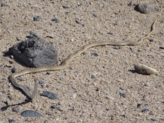 Psammophis leightoni
