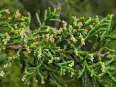 Lagarostrobos franklinii