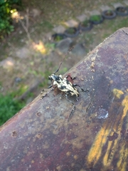 Steirastoma marmoratum