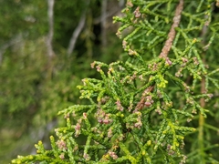 Lagarostrobos franklinii