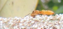 Myrmarachne ichneumon