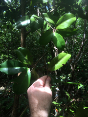 Eugenia reinwardtiana