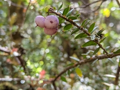 Trochocarpa cunninghamii