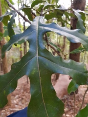 Stenocarpus sinuatus