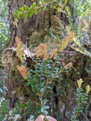 Trochocarpa cunninghamii