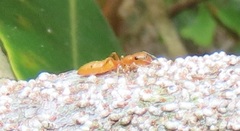 Myrmarachne ichneumon