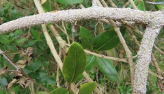 Myrmarachne ichneumon