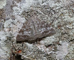 Evergestis sophialis