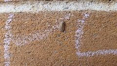 Agonopterix argillacea