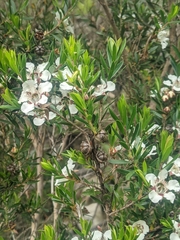 Leptospermum riparium