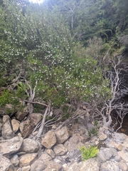 Leptospermum riparium