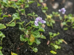 Viola serpentinicola