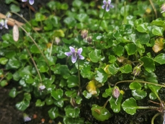 Viola serpentinicola