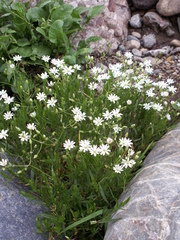 Stellaria brachypetala