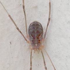 Phalangium opilio