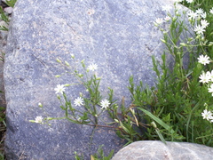 Stellaria brachypetala