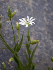 Stellaria brachypetala