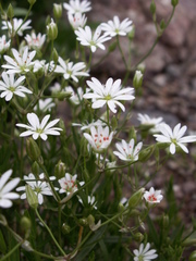 Stellaria brachypetala