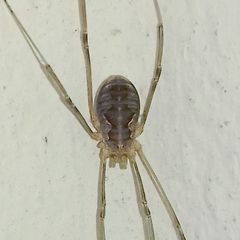 Phalangium opilio