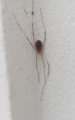 Phalangium opilio