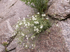 Sabulina kryloviana