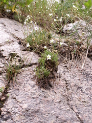 Sabulina kryloviana