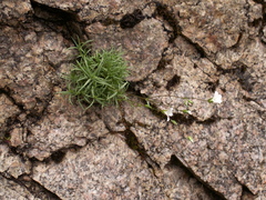 Sabulina kryloviana